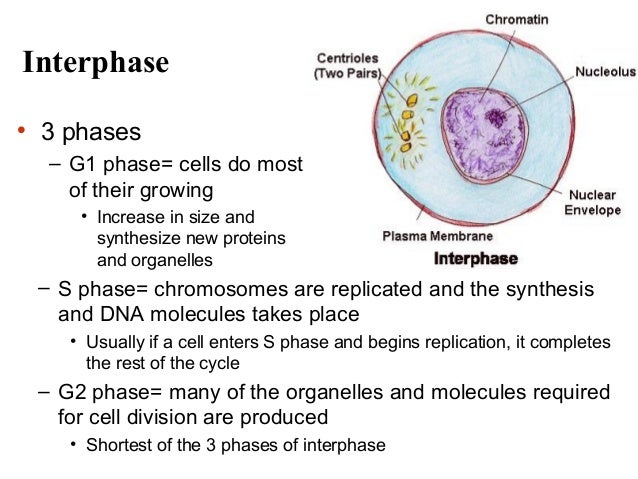interphase g1 diagram image gallery interphase g1 stage interphase g1 diagram image gallery interphase g1 stage